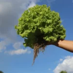 Santé publique et planétaire: le temps des solutions